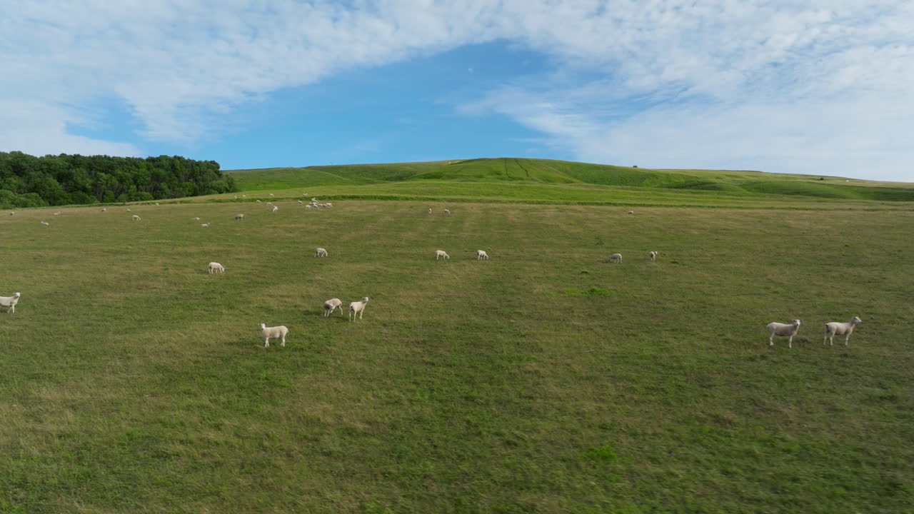Campi pastorali con pecore al pascolo nelle Cotswolds, Regno Unito. Ripresa aerea con drone