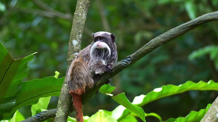Una scimmia tamarino imperatore (Saguinus imperator) si appollaia sul ramo, si guarda intorno con curiosità e produce lunghi richiami, ripresa ravvicinata