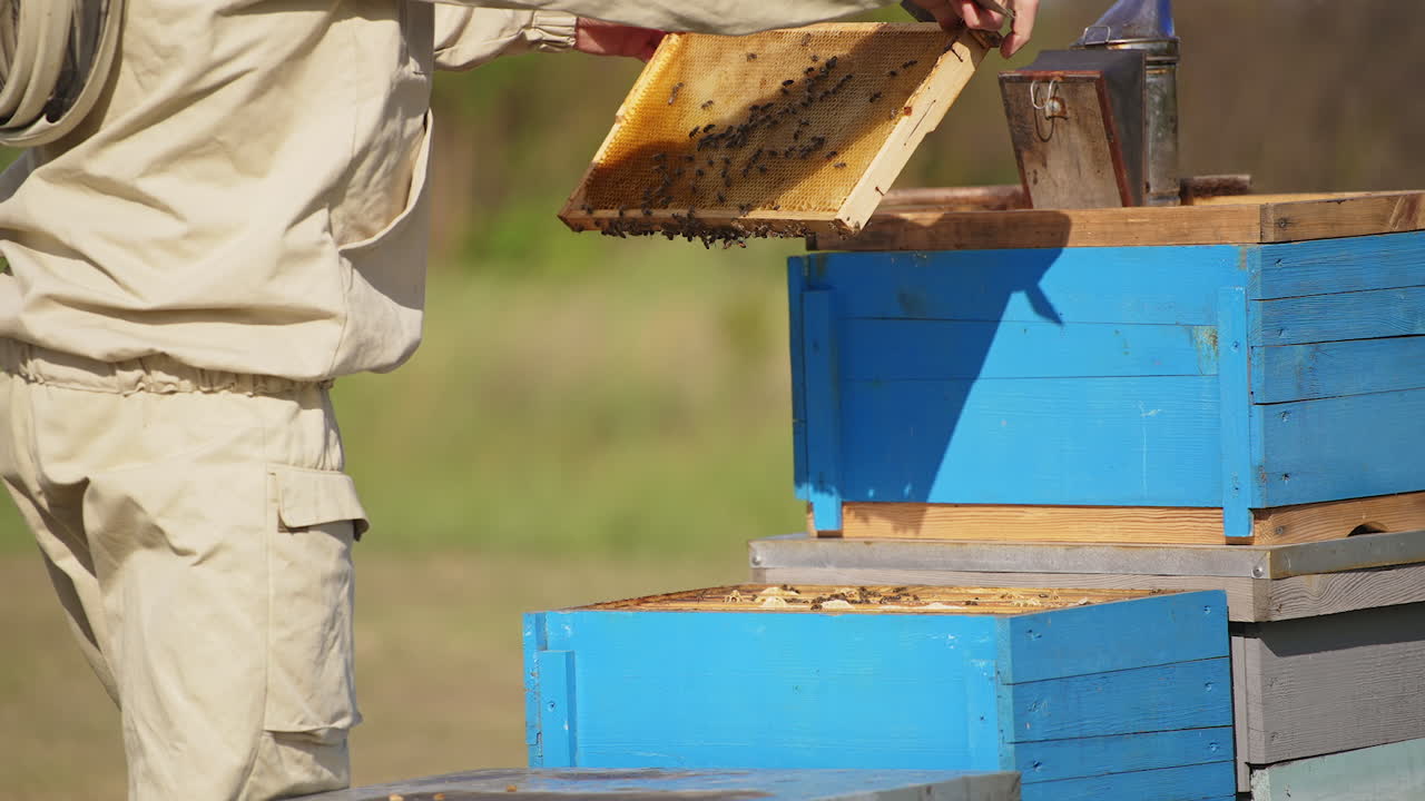 Beekeeper in protective suit takes the frames and shakes the bees off. Apiarist holds a metal tool in his hand. Blurred backdrop.