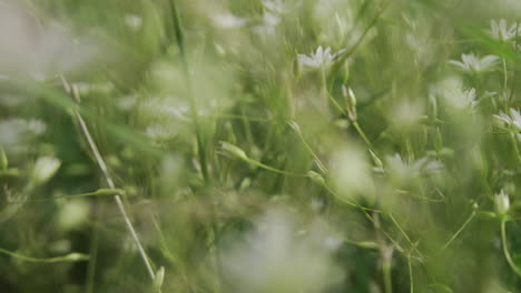 close-up view of wildflowers and grass