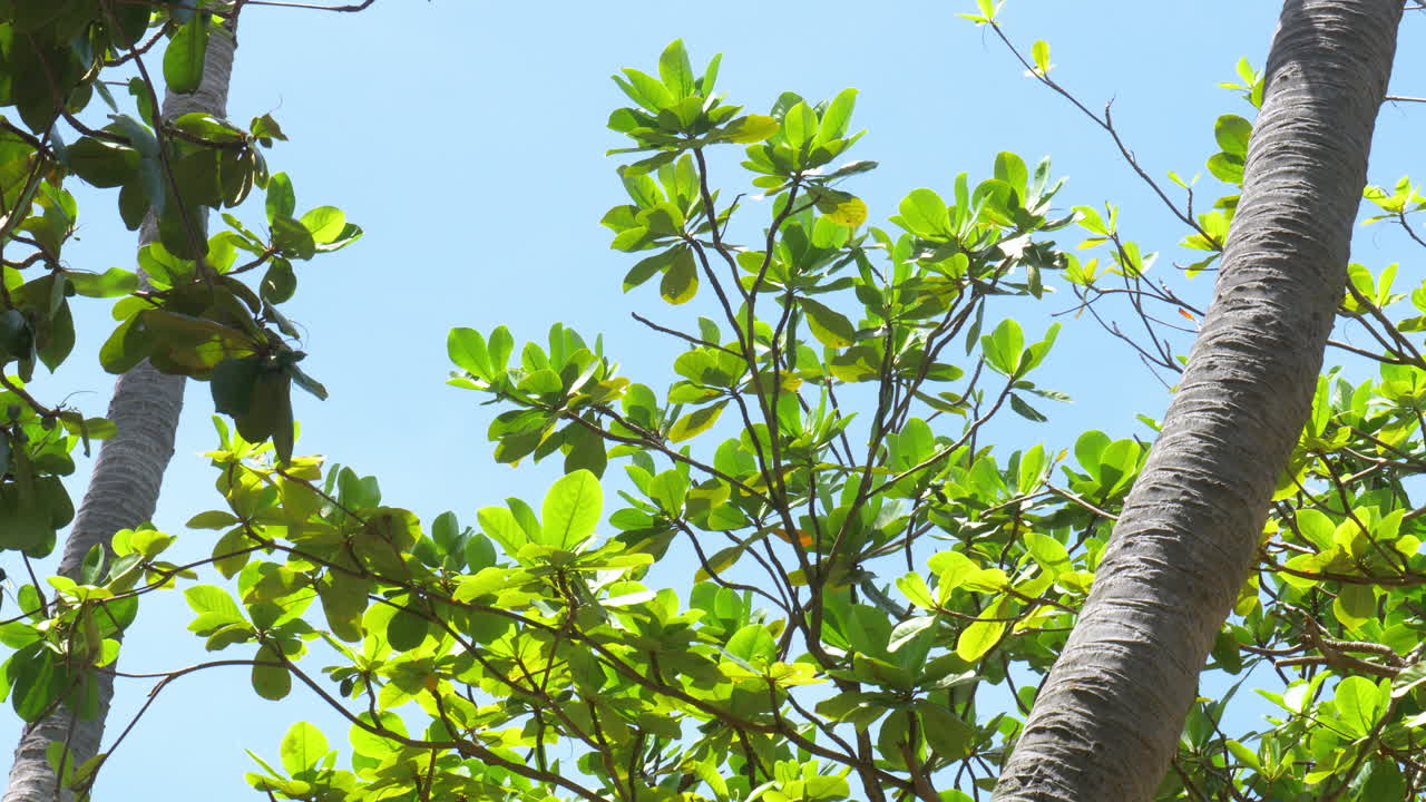 말라바르 나무 는 가지 와 잎 을 넓게 퍼뜨리고 있다