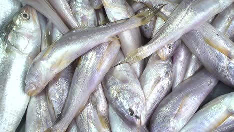 different types of fish selling in market