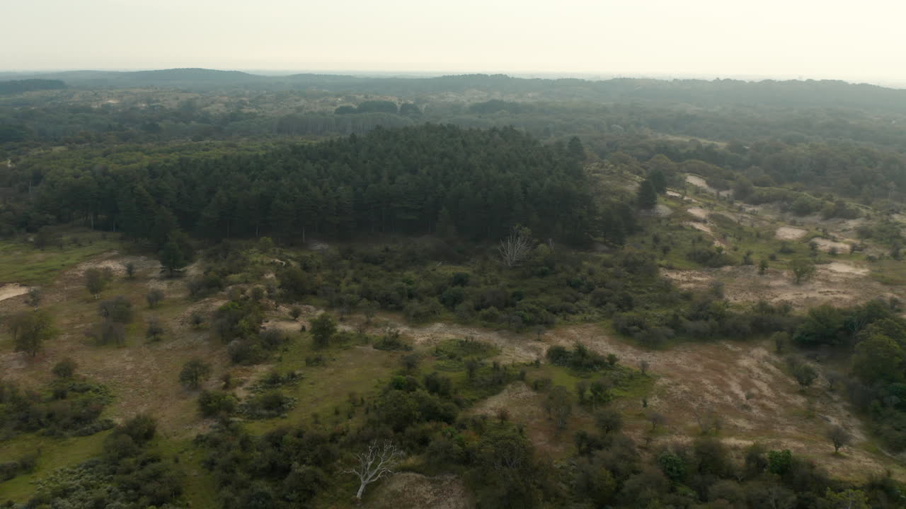 bosque de matorrales en una vasta área de conservación en el parque nacional zuid-kennemerland en holanda del norte, países bajos