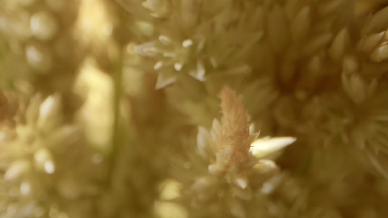 top dolly tiro sobre el mar ramo de avena