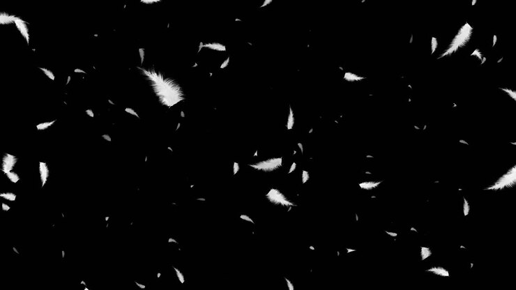 Clean white feathers feathers flowing away in a gentle breeze in a soft light decorative loop