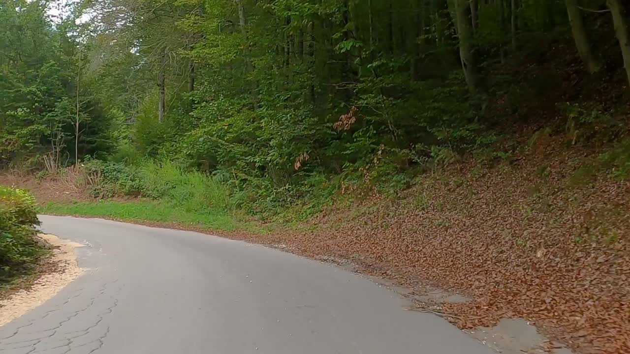 숲을 따라 도로를 따라 운전