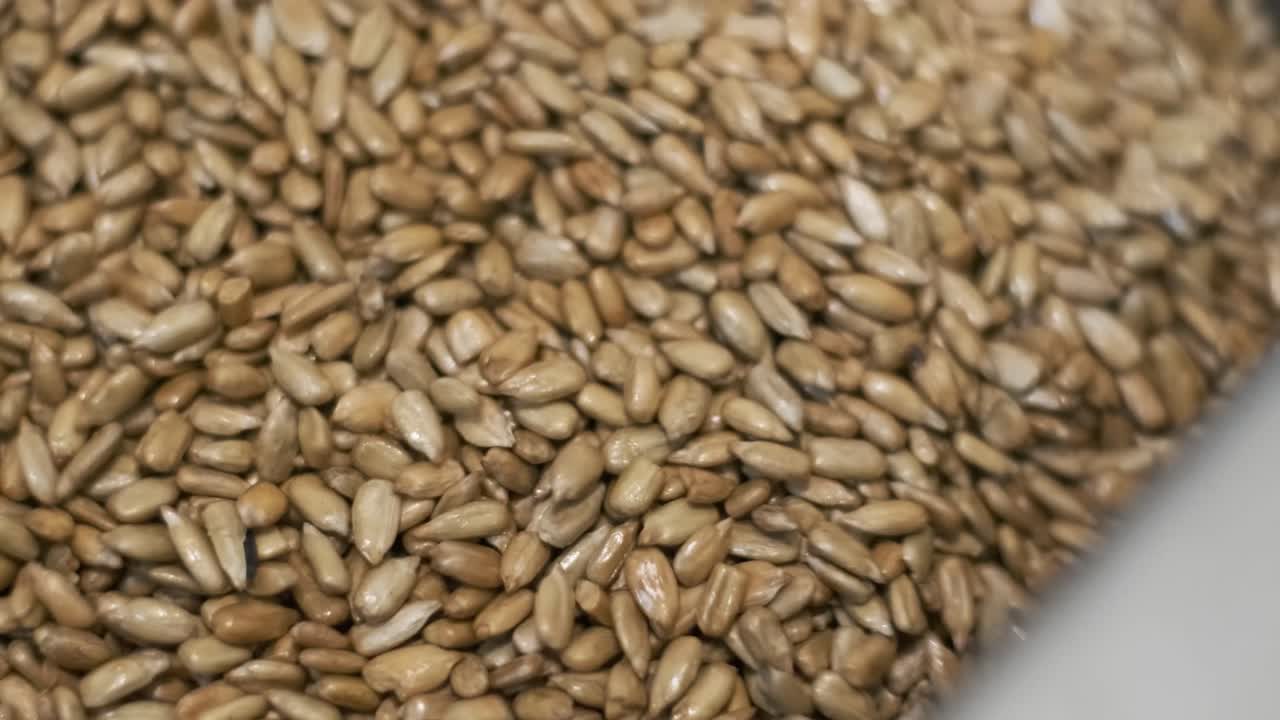 много семян. семена подсолнечника пекарная машина. жареные семян подсолнечник выходят из машины. производство продуктов питания