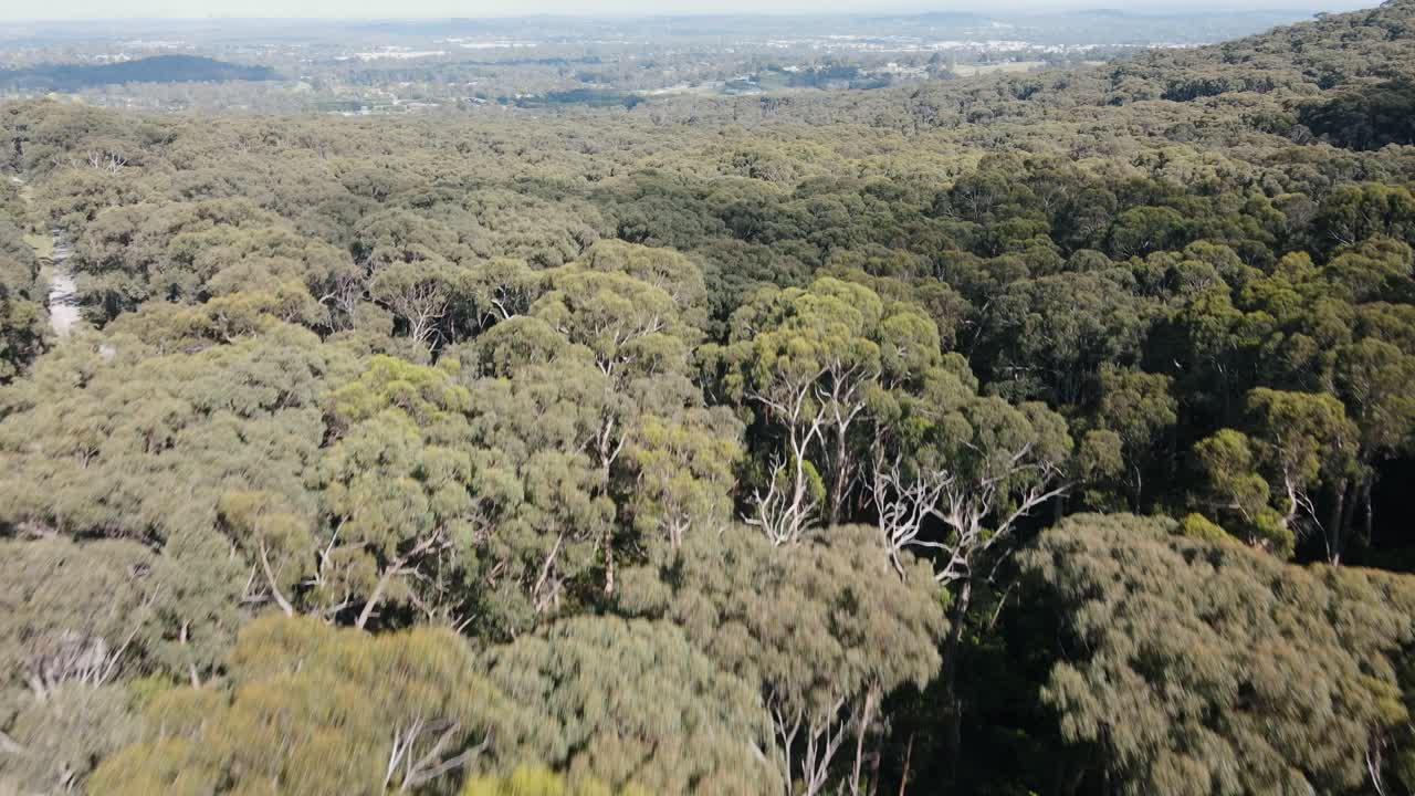 drone aéreo sobre el exuberante bosque de dandenong en australia lleno de árboles