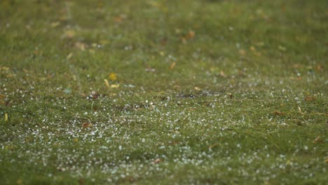 hail grains falling in to the grass close up