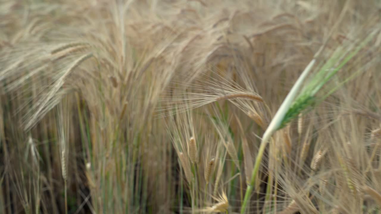 수확 시간 전에 부드러운 아름다운 황금 질감에 보리 귀를 통해 심어진 들판을 걷고