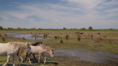 manada de grandes cavalos brancos andando em uma ária de pântano na frança, camargue