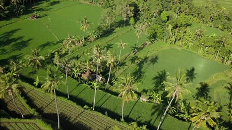 Beautiful-rice-fields-in-Bali,-Indonesia