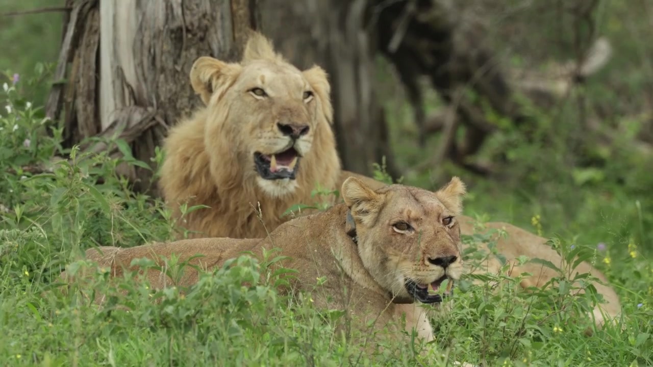 Una leona con collar tumbada delante de un león macho en la hierba en un día ventoso en el Parque Nacional Kruger, Sudáfrica.