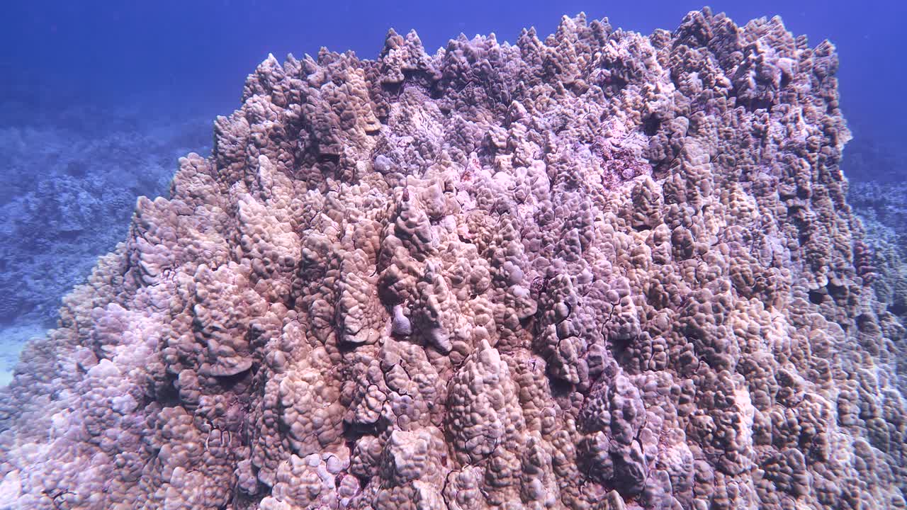 하와이의 포리테스 로바타 산호는 산호 머리를 가로질러 빛이 반짝인다.