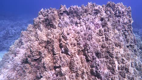 porites lobata coral in hawaii as light shimmers across coral head