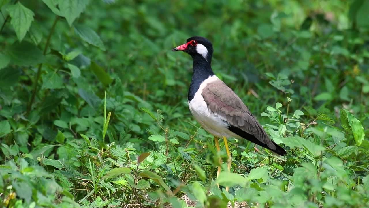 el avefría de barbas rojas es una de las aves más comunes de tailandia