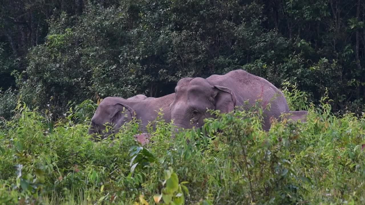 manada vista detrás de la hierba alta durante una tarde ventosa, elefante indio, elephas maximus indicus, tailandia