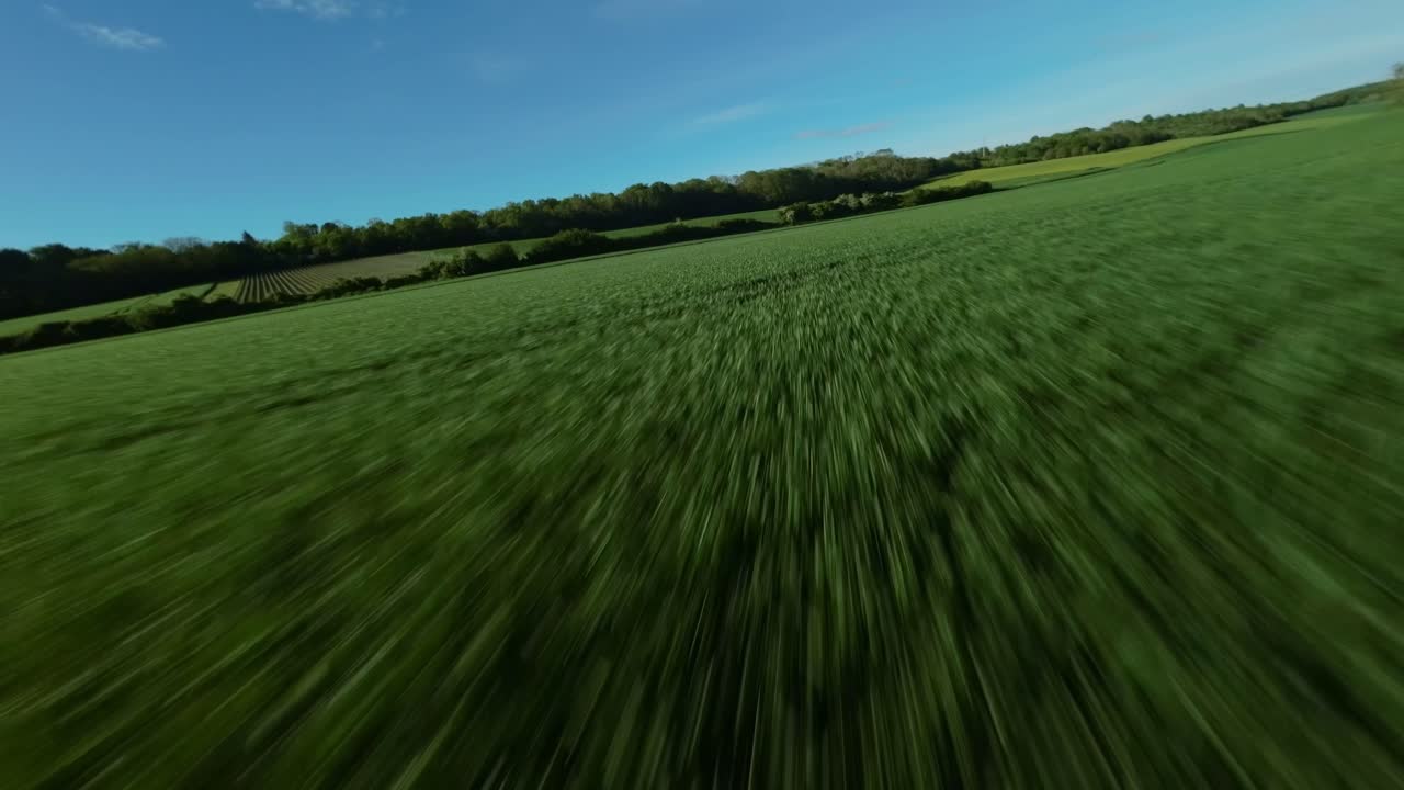 Drone FPV vola rapidamente sopra gli alberi, scendendo verso un campo di orzo verde vibrante in volo ad alta velocità, paesaggio pittoresco sotto un cielo azzurro limpido a Montois, Francia