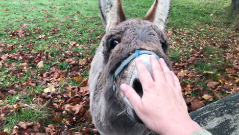 friendly and trusting donkey letting himself be petted by a human