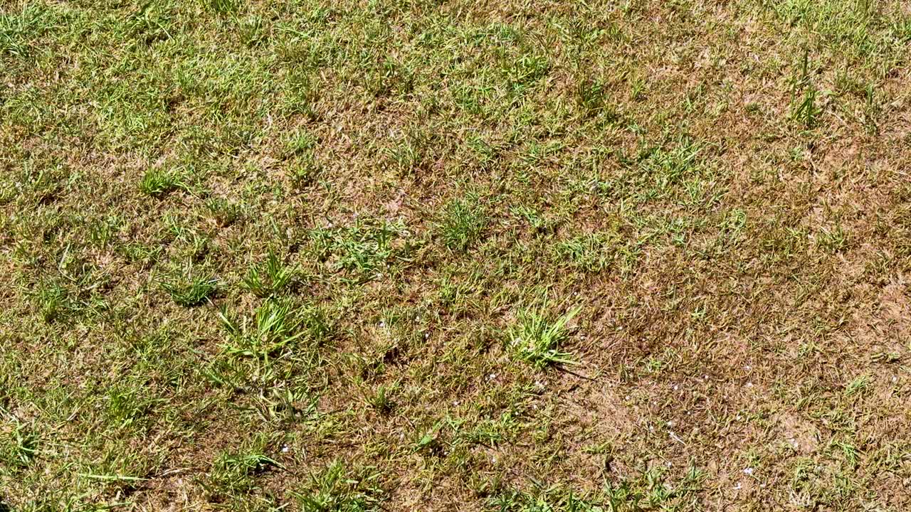 Golf ball bounces and rolls across sunlit fairway, viewed from overhead, steady camera angle