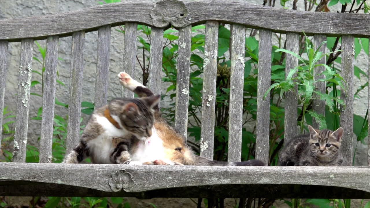 Mother cat and a kitten on a garden bench.