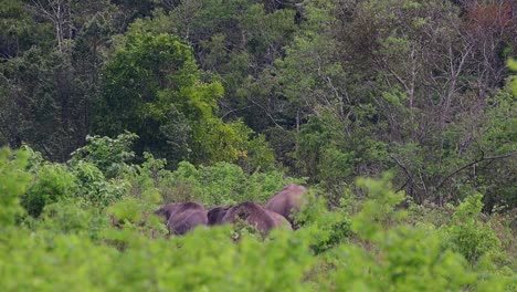 the asiatic elephants are endangered species and they are also residents of thailand