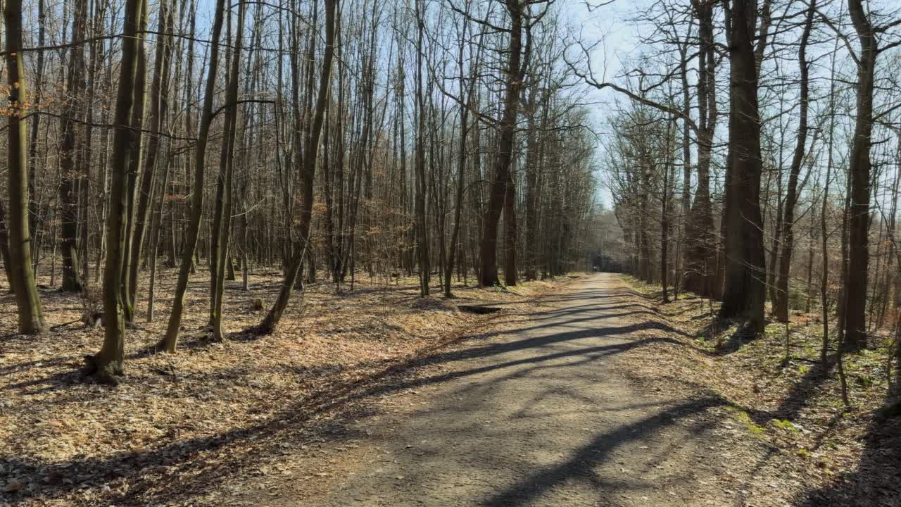 Late autumn forest with trees without leaves, slow panning in nice sunny day