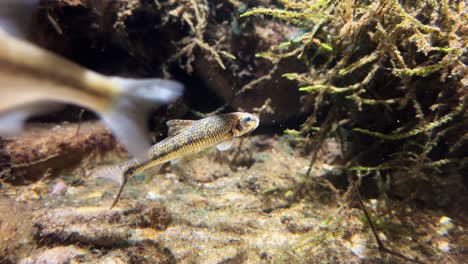 Weitwinkelaufnahme-Eines-Kleinen-Fisches,-Der-In-Einem-Aquarium-Schwimmt,-Die-Kamera-Folgt-Dem-Fisch