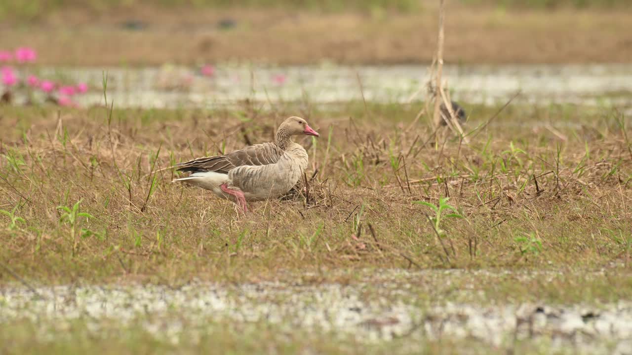그레이래그 거위, anser anser, bueng boraphet, 나콘 사완, 태국