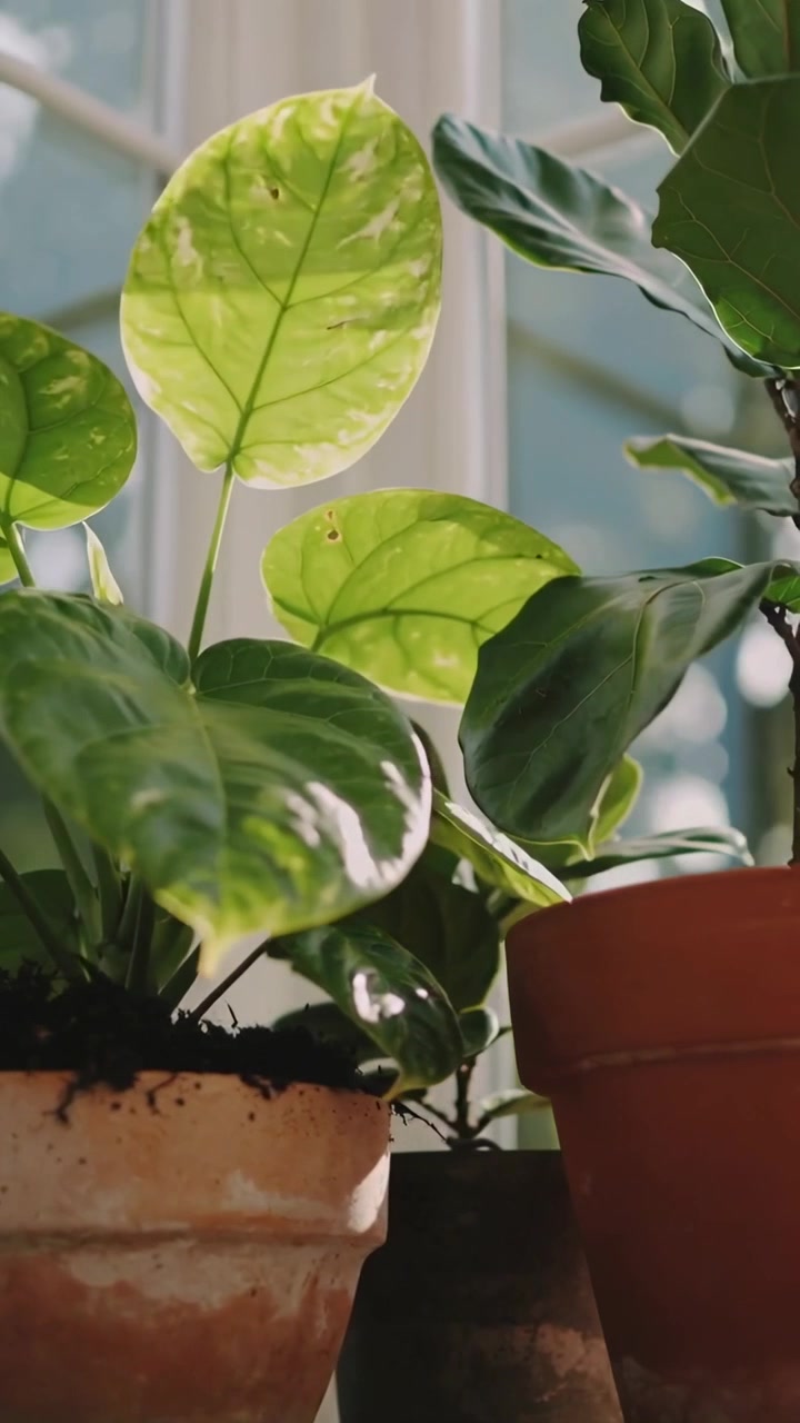 Video verticale: Luce solare che filtra e fa brillare foglie rotonde sul davanzale, mostrando un vaso di terracotta.