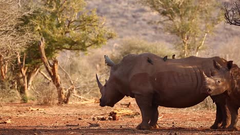 Weißes-Nashorn-Mit-Madenhackern-Wird-Von-Seinem-Nachwuchs-In-Goldenem-Licht-Begleitet