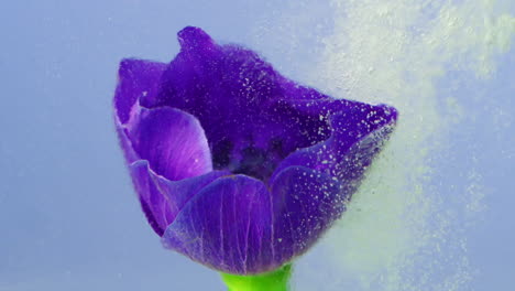 purple anemones in water with bubbles