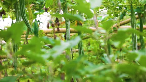 Pflanzen-Von-Frischem-Schlangenkürbis-Oder-Schlangenkürbis-In-Einem-Gemüsegarten