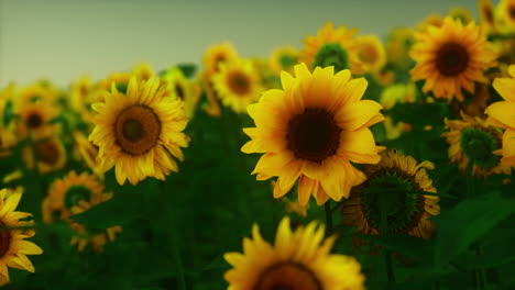 campo con girasoles amarillos al atardecer en verano.