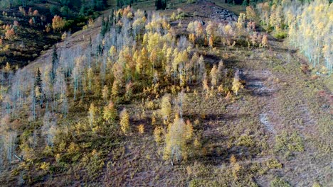 Naranja-Y-Dorado-A-Medida-Que-Los-álamos-Cambian-En-Esta-Temporada-De-Otoño-De-Colorado