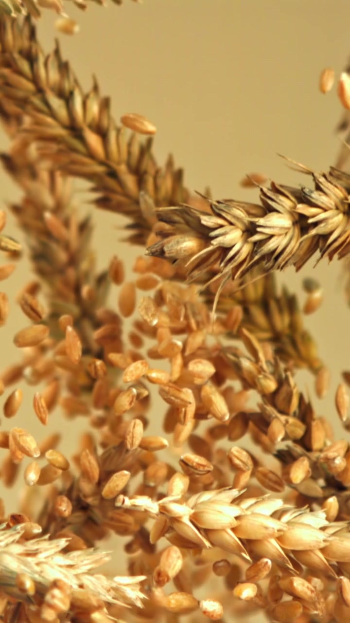 Primo piano di chicchi di grano che cadono da spighe dorate