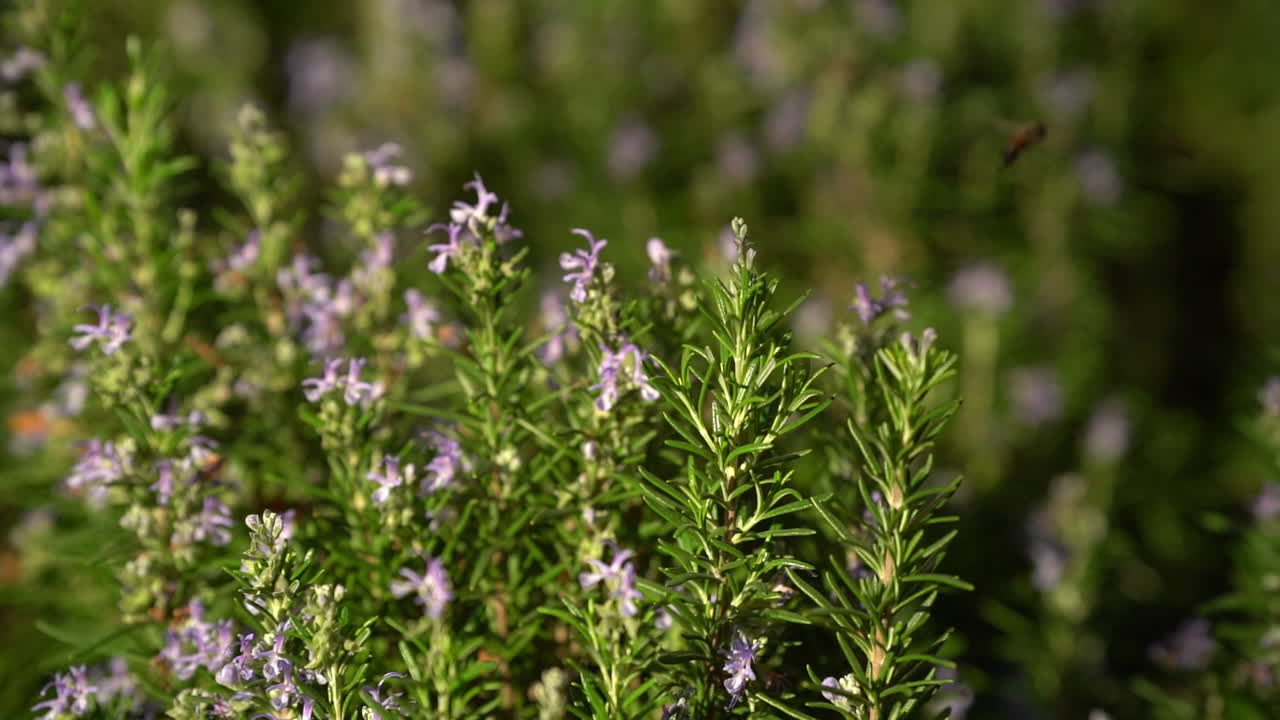 로즈마리 꽃에서 꽃가루를 모으는 꿀벌