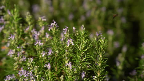 bee collecting pollen from a rosemary flower