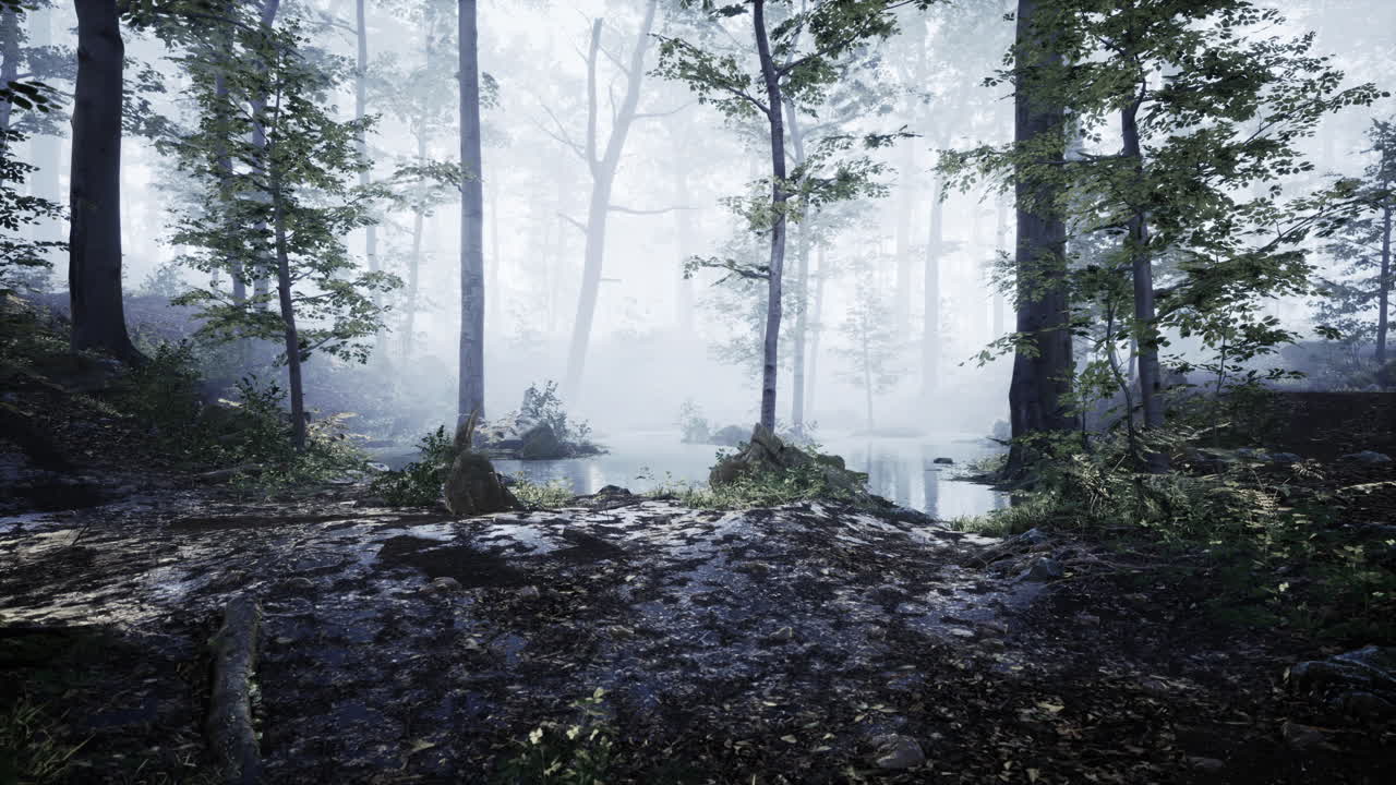 안개 숲 길 - 안개 인 자연 장면