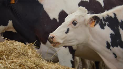 close-up shot of a young calf cow eating hay in the middle of juvenile cows, playfull