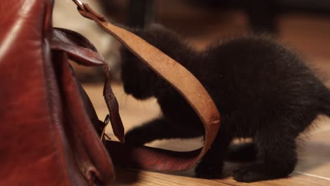 kittens play with toy near purse on home floor, 4k