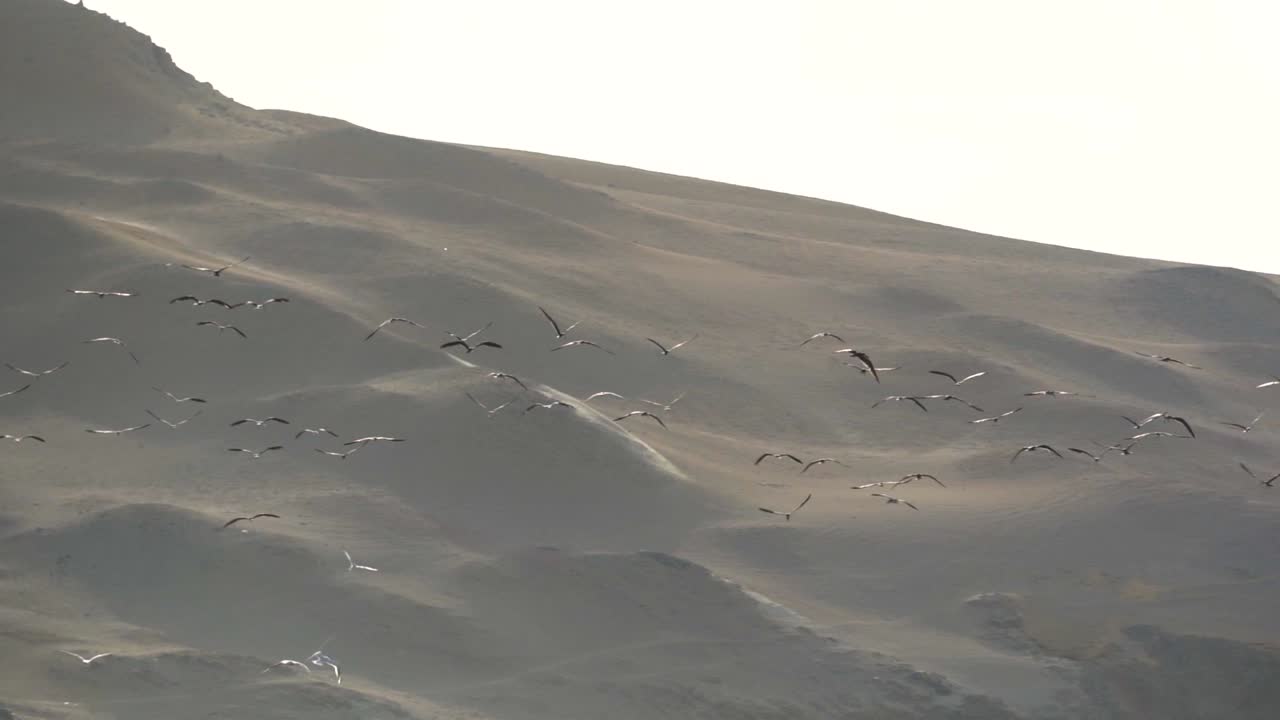 aves marinas volando en el aire con un impresionante paisaje desértico en el fondo, slomo