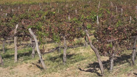 plantación de uvas torrontés para vinos blancos de alta altitud en cafayate, salta, argentina