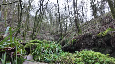 Small,-slow-moving-woodland-stream,-flowing-slowly-through-the-forest-trees