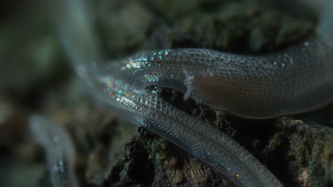 close-up of translucent iridescent aquatic organism