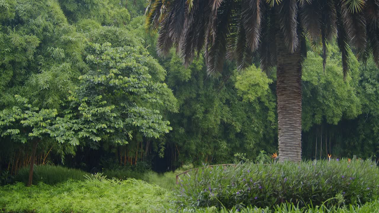 A towering palm tree stands tall in a well-manicured forest in Antigua, Guatemala, as rain gently falls