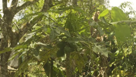 Papaya-tree-with-green-leaves,-small-fruits-and-flowers-on-a-green-blurred-trees-background-in-a-sunset