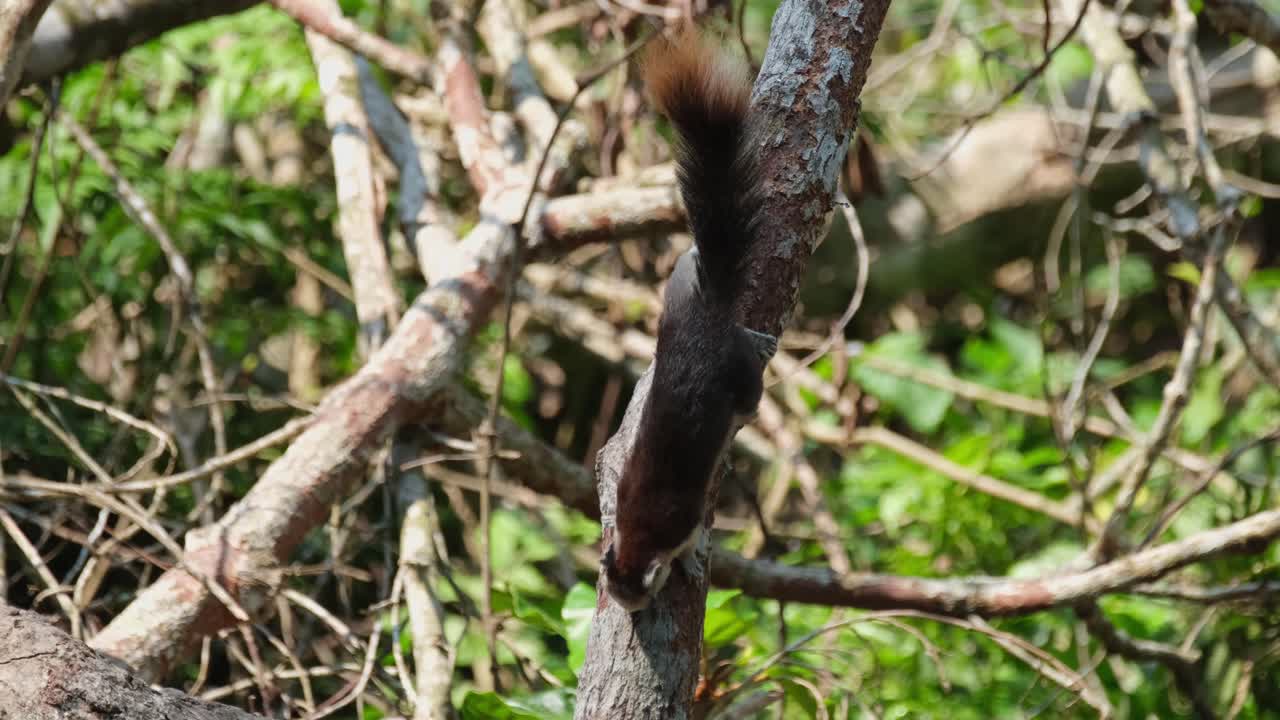 Seen upside down a vertical branch feeding on the bark of the tree, Finlayson's Squirrel, Callosciurus finlaysonii, Khao Yai National Park, Thailand.