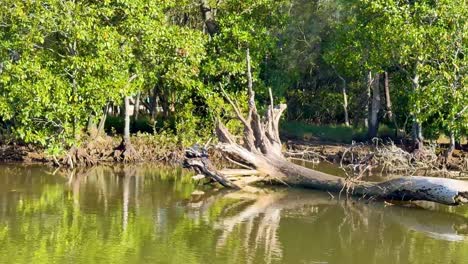 calm river scene with lush greenery