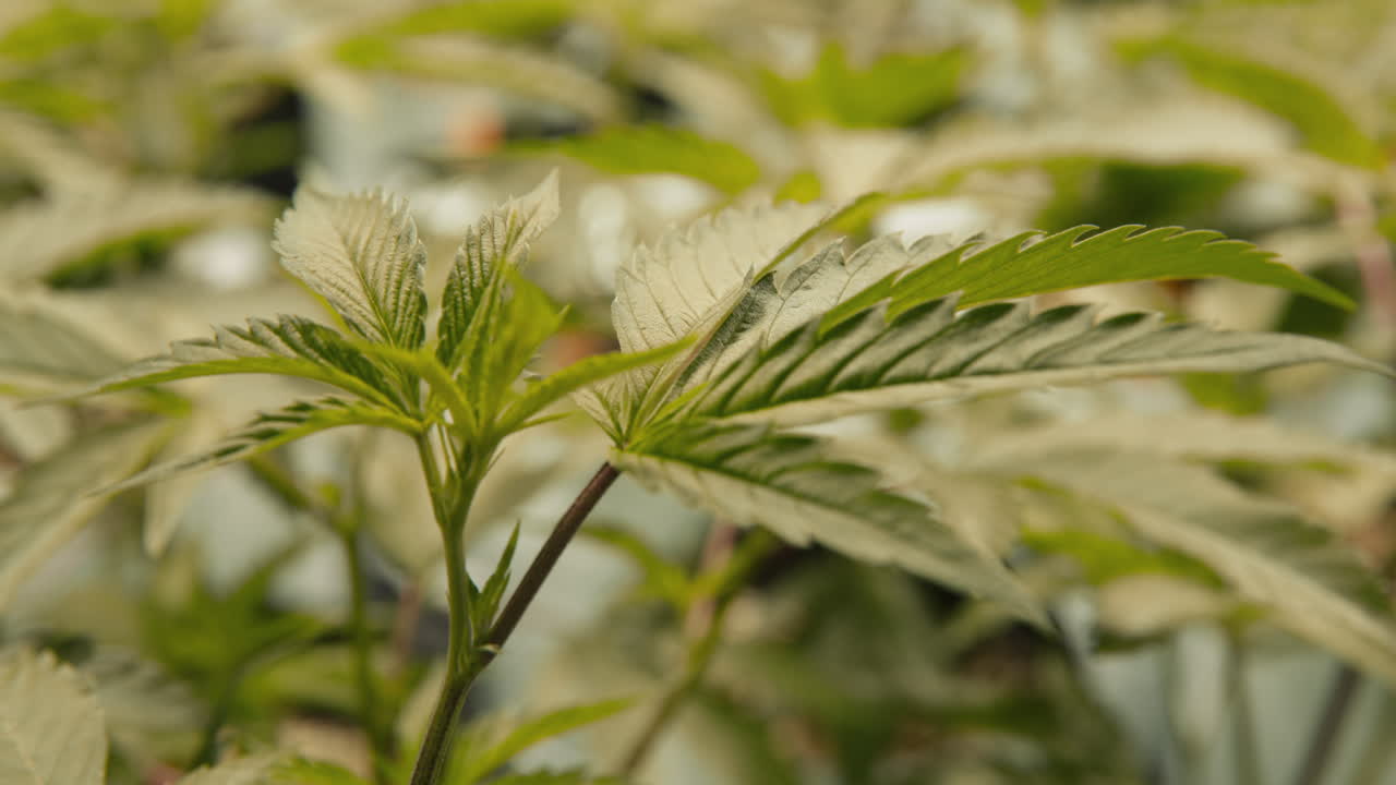 실내에서 자라는 어린 대마초 마리화나 식물의 클로즈업 샷